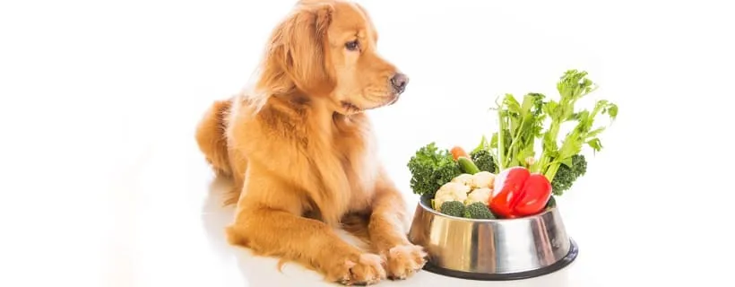 Cane havanese - Golden retriever