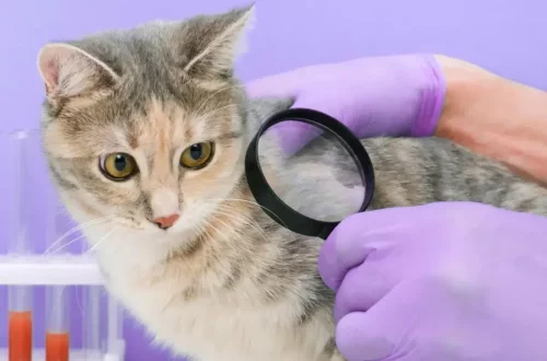Gatto e prevenzione di pulci e zecche