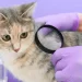 Gatto e prevenzione di pulci e zecche