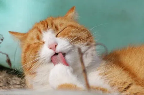 Antiparassitari per gatti