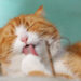 Antiparassitari per gatti