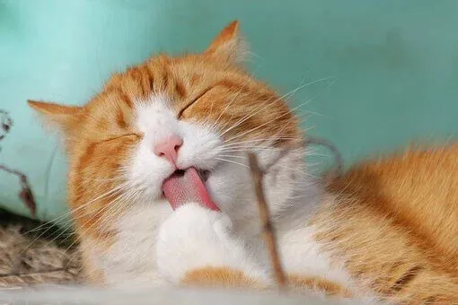 Antiparassitari per gatti